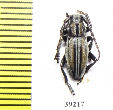 Iberodorcadion albicans palentinum  Spain - INSECTS-STORE.RU