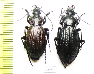 Carabus (Morphocarabus) regalis ssp., pair  Kazakhstan - INSECTS-STORE.RU