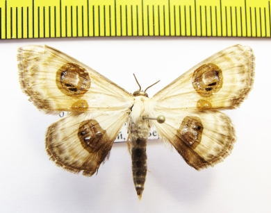 Problepsis phoebearia  Russia, Far East - INSECTS-STORE.RU