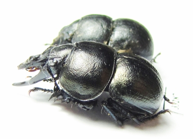 Lethrus karelini, pair  Kazakhstan - INSECTS-STORE.RU