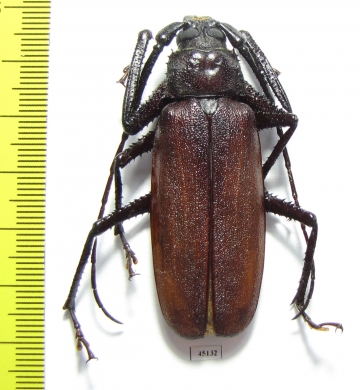 Macrotoma natala, male  South Africa Rep. 55mm - INSECTS-STORE.RU