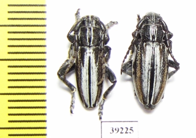 Iberodorcadion abulense  Spain - INSECTS-STORE.RU