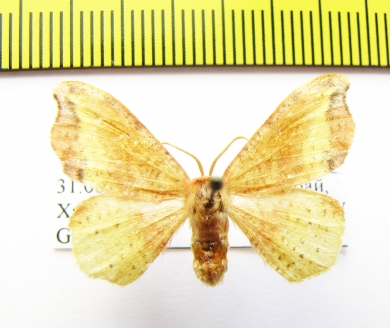 Geometridae sp.  Russia, Far East - INSECTS-STORE.RU