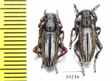 Iberodorcadion abulense  Spain - INSECTS-STORE.RU