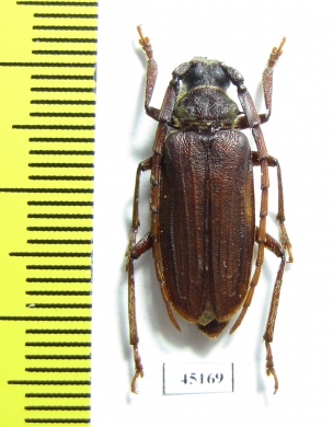 Sarmydus antennatus?  Laos - INSECTS-STORE.RU