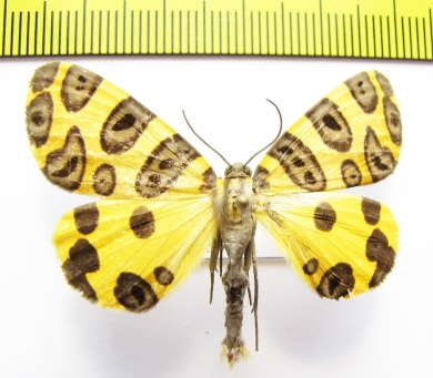 Pantherodes conglomerata  Peru - INSECTS-STORE.RU