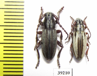 Iberodorcadion uhagoni, pair  Spain - INSECTS-STORE.RU