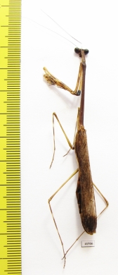 Mantodea sp.  Malaysia, Borneo  78mm - INSECTS-STORE.RU