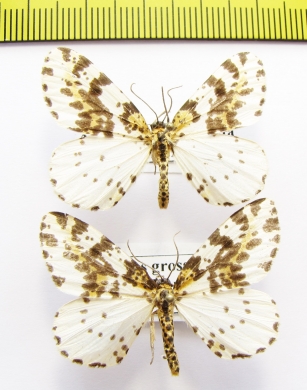 Abraxas grossulariata  Russia, Far East - INSECTS-STORE.RU