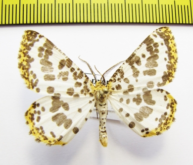 Diaprepesilla flavomarginaria  Russia, Far East - INSECTS-STORE.RU