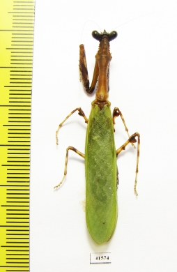 Mantodea sp.  Malaysia, Borneo  51mm - INSECTS-STORE.RU