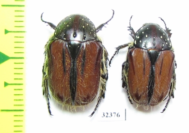 Trichostetha capensis ssp., pair  South Africa Rep. - INSECTS-STORE.RU