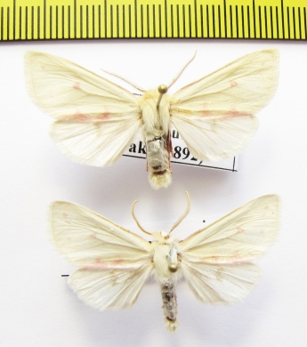 Isochlora grumi  Russia, Buryatia reg. - INSECTS-STORE.RU