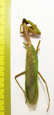 Mantodea sp.  Malaysia, Borneo  77mm - INSECTS-STORE.RU