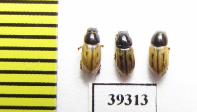 Aphodius comma  Russia, Buryatia reg. - INSECTS-STORE.RU