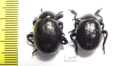 Timarcha sp., pair  Morocco - INSECTS-STORE.RU