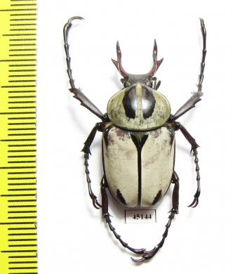 Dicronocephalus adamsi China - INSECTS-STORE.RU