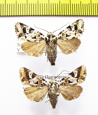 Noctuidae sp.  Russia, Far East - INSECTS-STORE.RU
