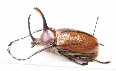 Golofa sp.  Peru  43mm - INSECTS-STORE.RU