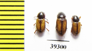 Aphodius fuscolineatus  Iran, Hormozgan prov. - INSECTS-STORE.RU