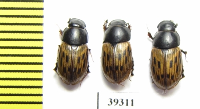 Aphodius luridus  Uzbekistan - INSECTS-STORE.RU