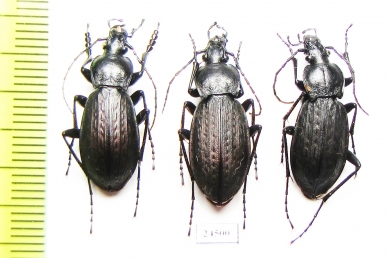 Carabus (Morphocarabus) wulffiusi, pair  Russia, Far East - INSECTS-STORE.RU