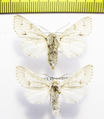 Noctuidae sp.  Russia, Far East - INSECTS-STORE.RU