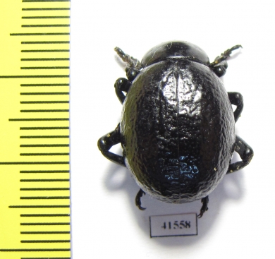 Timarcha sp.  Morocco - INSECTS-STORE.RU