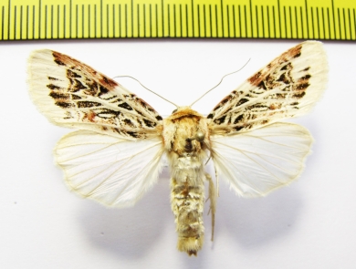 Noctuidae sp.  Philippines - INSECTS-STORE.RU