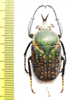 Megalorrhina harrisi procera  Congo  39mm - INSECTS-STORE.RU