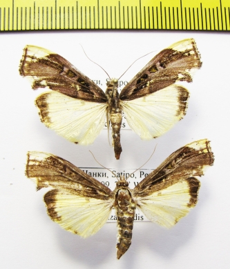 Geometridae sp.  Peru - INSECTS-STORE.RU