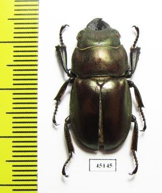 Odontolabis kazuhisai  Indonesia, Sumatra - INSECTS-STORE.RU