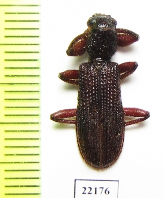 Cleridae sp.  Australia - INSECTS-STORE.RU