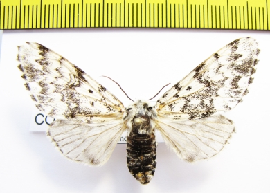 Panthea coenobita  Russia - INSECTS-STORE.RU