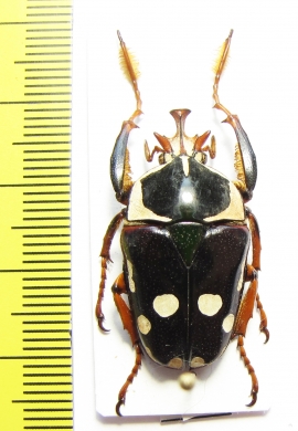 Cheirolasia burkei septentrionis  Kenya - INSECTS-STORE.RU