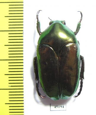 Thaumastopeus striatus  Indonesia, Java - INSECTS-STORE.RU