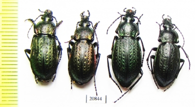 Carabus (Eucarabus) arvensis conciliator?, pair  Russia, Kamchatka - INSECTS-STORE.RU