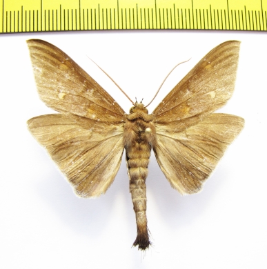 Noctuidae sp.  Malaysia - INSECTS-STORE.RU