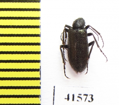 Meloidae sp.  South Africa Rep. - INSECTS-STORE.RU