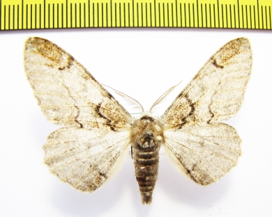 Geometridae sp.  Russia, Far East - INSECTS-STORE.RU