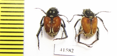 Hopliini sp., pair  South Africa Rep. - INSECTS-STORE.RU