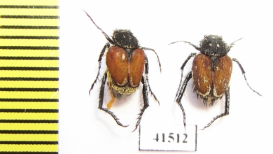 Hopliini sp., pair  South Africa Rep. - INSECTS-STORE.RU