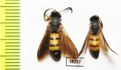 Hymenoptera sp.  Kazakhstan - INSECTS-STORE.RU