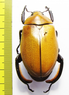 Heterosternus oberthueri  Costa Rica 64mm - INSECTS-STORE.RU