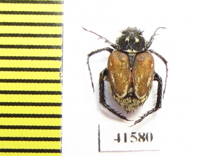 Hopliini sp.  South Africa Rep. - INSECTS-STORE.RU