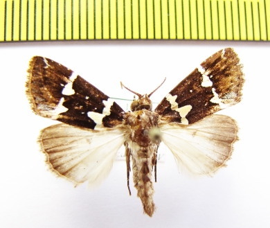 Noctuidae sp.  Philippines - INSECTS-STORE.RU