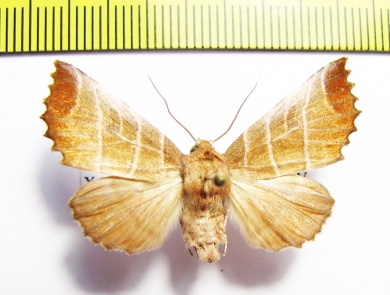 Noctuidae sp.  Russia, Far East - INSECTS-STORE.RU