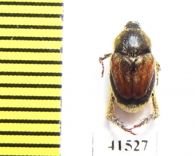 Hopliini sp.  South Africa Rep. - INSECTS-STORE.RU