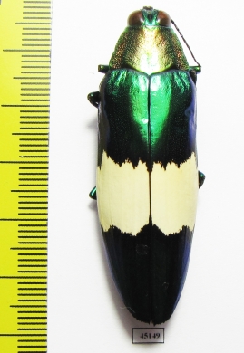 Chrysochroa saundersii maruyamai  Malaysia - INSECTS-STORE.RU