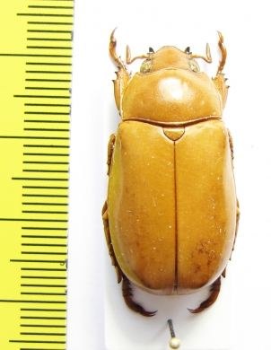 Rutelinae sp.  Ecuador - INSECTS-STORE.RU